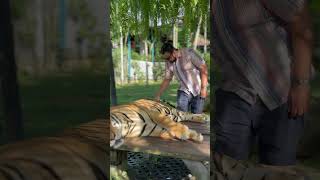 Tiger kingdom  Tiger park Phuket Thailand tiger tigerpark tigerparkpattaya phuket thailand [upl. by Ewer]