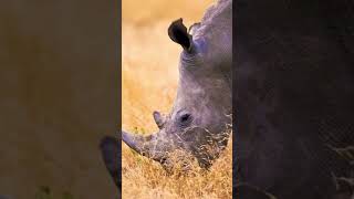 The black rhinoceros black rhino or hooklipped rhinoceros Diceros bicornisShorts [upl. by Sobel]