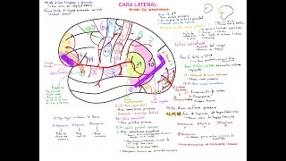 CORTEZA CEREBRAL PARTE II ÁREAS DE BRODMANN [upl. by Drawoh]