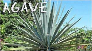 What Is Agave How to Use Agave Agave Sweet Tea Recipe [upl. by Engeddi]