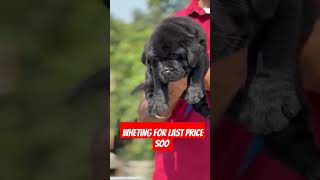 Labrador Puppy For Sale  High Quality Low Price Must See [upl. by Llehcar804]