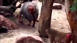 Baboon Mating Close Up  Animals Mating HD Videos [upl. by Ennovart]