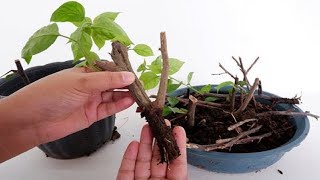 Bougainvillea Propagation by Stem Cuttings in Soil [upl. by Jodoin]