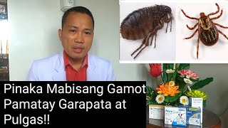 Pinaka Mabisang Gamot Pamatay Garapata At Pulgas [upl. by Garner]