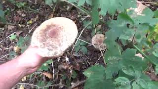 Parasol Mushrooms [upl. by Joletta]