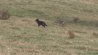 Achtung nichts für schwache Nerven Insgesamt werden 4 Tiere erschossen [upl. by Fabiolas]