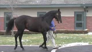 Cozmic One  Zenyattas First Foal [upl. by Doak]