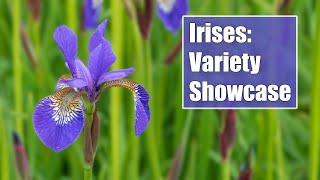 Iris Showcase From Bearded to Siberian Discover Unique Types of Perennial Iris Flowers [upl. by Alegnat]