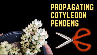 PROPAGATING COTYLEDON PENDENS [upl. by Cristionna509]