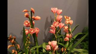 Orchid Show 2017 at the Chicago Botanic Gardens [upl. by Cheryl]