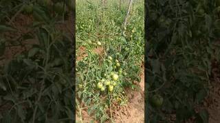 1 पोधा में टमाटर की फल 12 kg से भी ज्यादा है 🌱🍅💯💯 ytshorts trending ytshort shorts tomatoshort [upl. by Hcra]