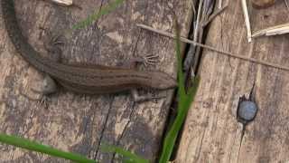 LEZARD ViviparePromenadeZootoca vivipara  BRUITX [upl. by Selassie]