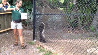 Honey Badger feeding at the Naples Zoo [upl. by Press698]