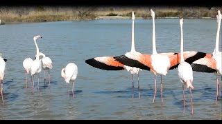 Le Flamant rose du Pont de Gau  Gard France [upl. by Rramahs]