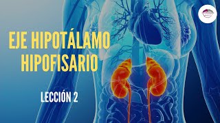 2 EJE HIPOTÁLAMO HIPOFISARIO FISIOLOGÍA DEL SISTEMA ENDOCRINO [upl. by Grishilde]