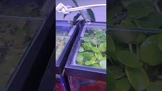 Anyone want some Amazon frogbit or water wisteria [upl. by Anemij]