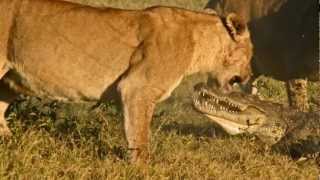 African Lioness Kill Crocodile For Protecting The Cub [upl. by Tdnarb]