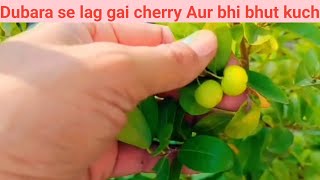 Gamle me lage bhut se fruit [upl. by Aidualc]