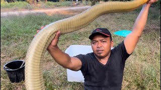 Inilah sosok ular king cobra raksasa terbesar di kalimantan  ular  king cobra [upl. by Gert375]