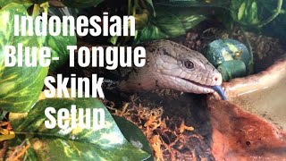 Indonesian Blue Tongue Skink Enclosure Setup How To [upl. by Oluas]