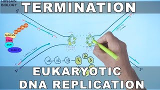 DNA Replication in Eukaryotes  Termination [upl. by Akenaj874]