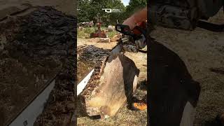 Powerful Stihl Chainsaw stihl chainsaw work [upl. by Micheal]