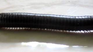 Millipede ThousandLegger walking [upl. by Maon]