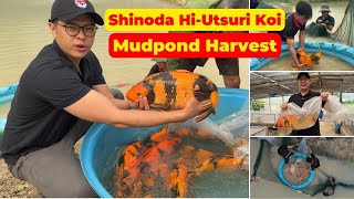 6070cm HiUtsuri Koi Fish Harvest from Mud Pond quotTIGERquot Nishikigoi from Shinoda Koi Farm [upl. by Frick]