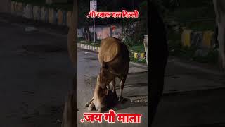 Jay Gau Mata Ki Gau Rakshak dalsubscribe status short song [upl. by Noraf]