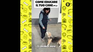 Come educare il tuo cane pt3 la zampa [upl. by Notsob132]