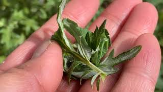 What’s the benefits of Mugwort Damong Maria Artemesia Vulgaris [upl. by Hammad268]