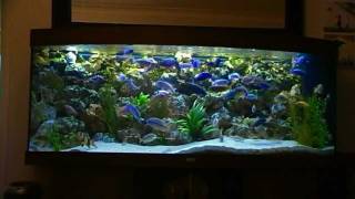 African Malawi Cichlid Fish Tank Aquarium 450L phase 2 [upl. by Pimbley]