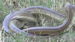 Accouplement de serpents couleuvres à Perpignan [upl. by Otrebile]