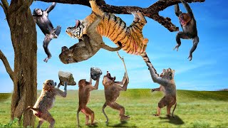 OMG Monkey Throws Stones Continuously At Tiger When Attacked Tiger Powerless Against Monkey Wisdom [upl. by Anotyad746]