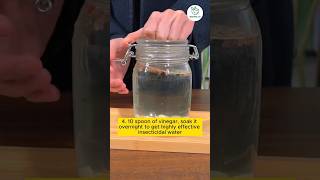 4 Types of Homemade Organic Fertilizer To Save Plants From Insects [upl. by Pearlstein]