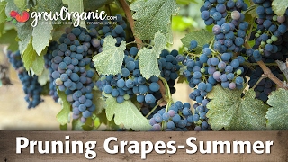 How to Prune Grapes  Summer [upl. by Ki]