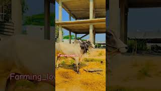 Power full BULL🔥🐂bull agriculture farming shorts viralvideo video trending love like shots [upl. by Gavini]