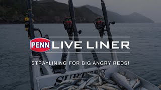 PENN Live Liner  Straylining For Big Angry Reds [upl. by Magee]