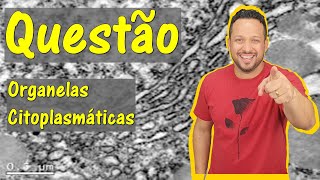 Complexo de Golgi  Questão  Organelas Citoplasmáticas  Citologia [upl. by Emoreg]