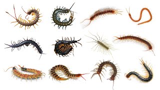 12 Species of Centipede  Different Types of Centipede [upl. by Eversole]