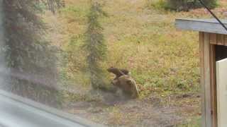 Alaska Grizzly bear at Angstman Cabin [upl. by Boles895]