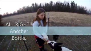 How to make milk replacer for new calves [upl. by Verity917]