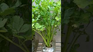 How to Grow Coriander at Home Using Plastic Bottles plants farming shorts [upl. by Dnaletak448]