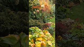 Złota polska jesień 🍁🍂🍁 ogrod rosliny plants garden kwiaty [upl. by Zacharias541]