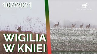 SUDECKA OSTOJA 1072021 Polowanie na jelenie Deer Hunt Hunting in Poland Wild jagen [upl. by Isteb]