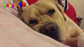 Labradors Are Awesome  Funny Cute Labrador Dogs Compilation  NEWHD [upl. by Shanna626]