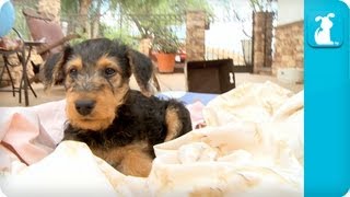 Airedale Terriers Puppies  Puppy Love [upl. by Yuht338]