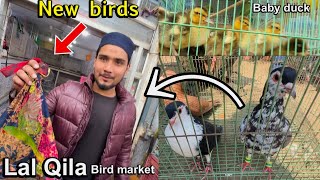 Buying a new parrot or ducks🦆🦜😍 Lal qila bird market parindey or pets [upl. by Wald]