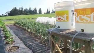 Whizbang Bucket Irrigation For Gardeners [upl. by Santini]