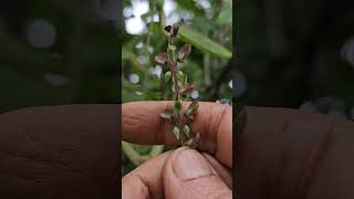 pink Flowers  Scutellaria [upl. by Rother]